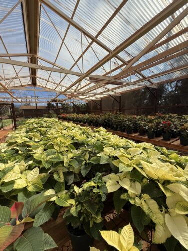Ka‘ana Mana‘o: Molokai Farm part of our ‘ohana